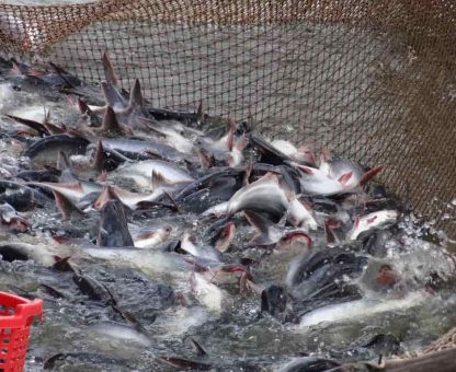 99e072e152023304ad3c63254f459127